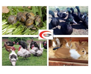 farma-na-mali-zivotni